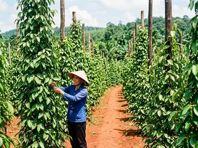 Phu Quoc pepper plantation with rows of green pepper vines