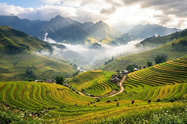 Sapa rice terraces cascading down misty hillside in northern Vietnam